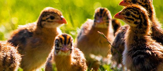 Pintades de STA Aviculture