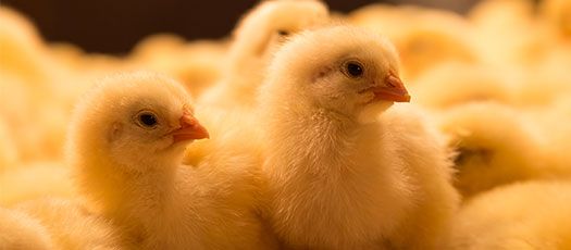 Poules pondeuses de STA Aviculture