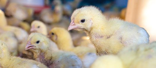 Poulets de chair de STA Aviculture